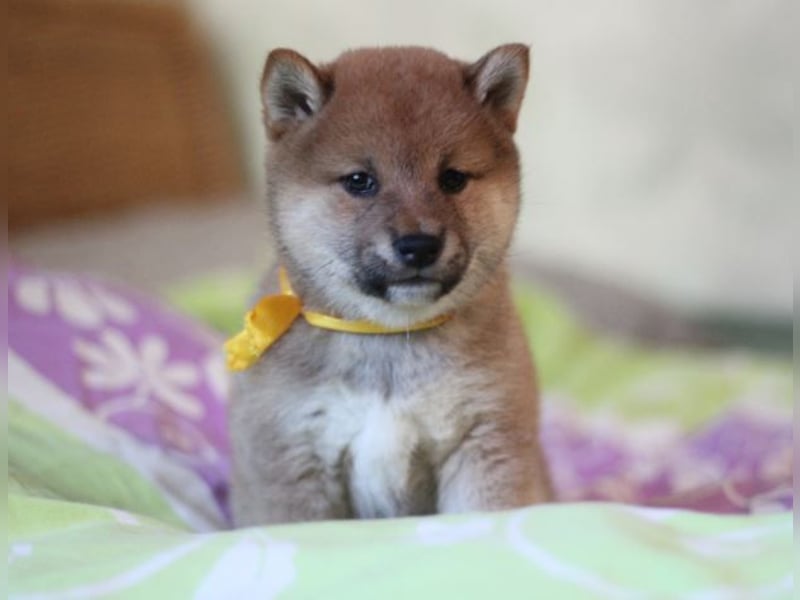 AYA, AMI, AMANE SHIBA INU WELPEN mit FCI dokumenten
