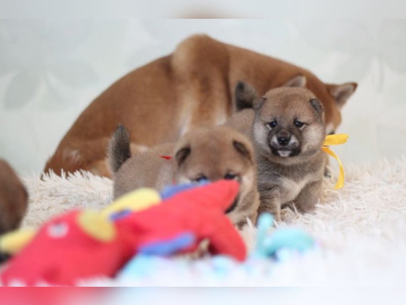 AYA, AMI, AMANE SHIBA INU WELPEN mit FCI dokumenten