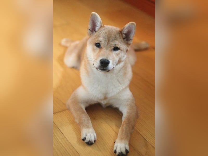 Schöne rote Shiba inu Welpe MEI,  mit FCI dokumenten