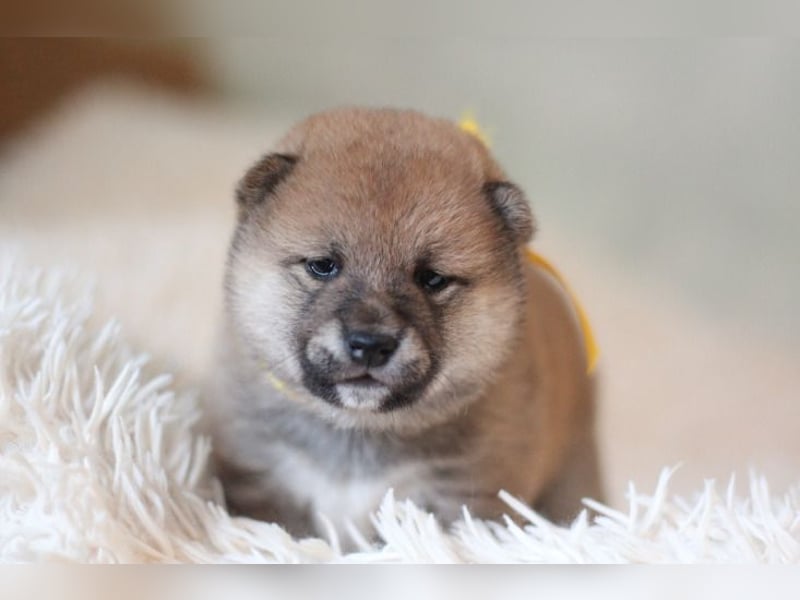 AYA, AMI, AMANE SHIBA INU WELPEN mit FCI dokumenten