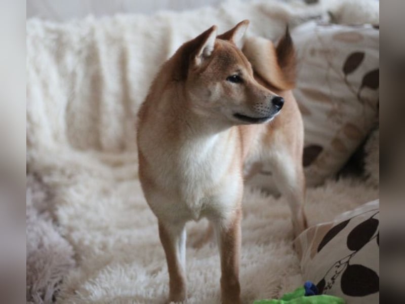 MEI Schöne rote Shiba inu Welpe   mit FCI dokumenten