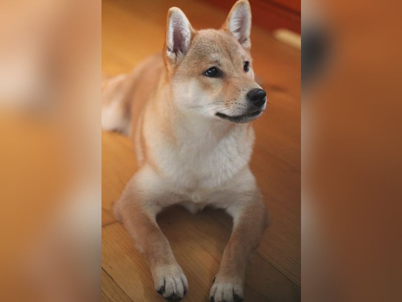 Schöne rote Shiba inu Welpe MEI,  mit FCI dokumenten
