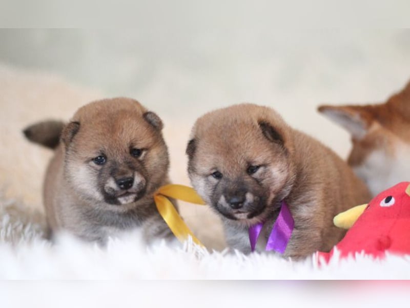 AYA, AMI, AMANE SHIBA INU WELPEN mit FCI dokumenten