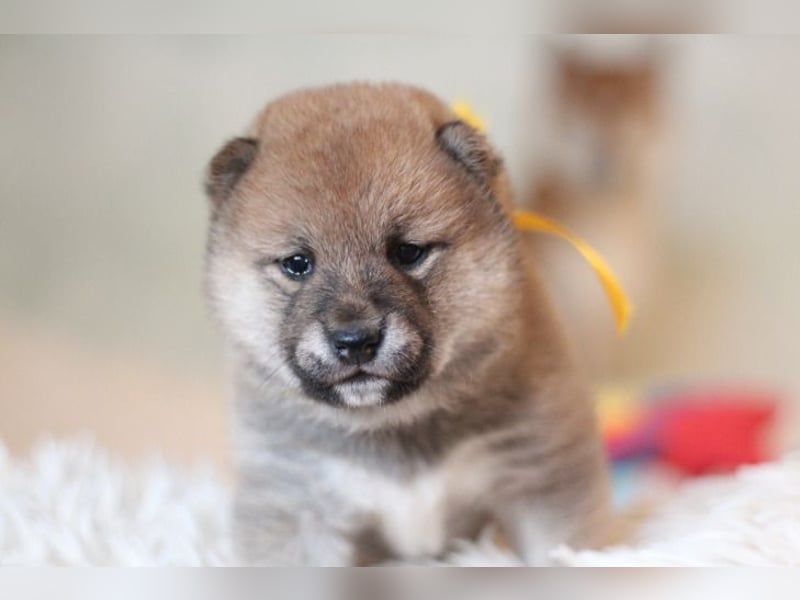 AYA, AMI, AMANE SHIBA INU WELPEN mit FCI dokumenten