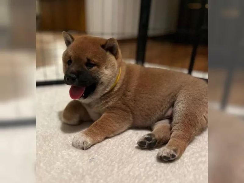 Shiba Inu  Hündin – geimpft, entwurmt, gechipt, mit EU-Heimtierausweis