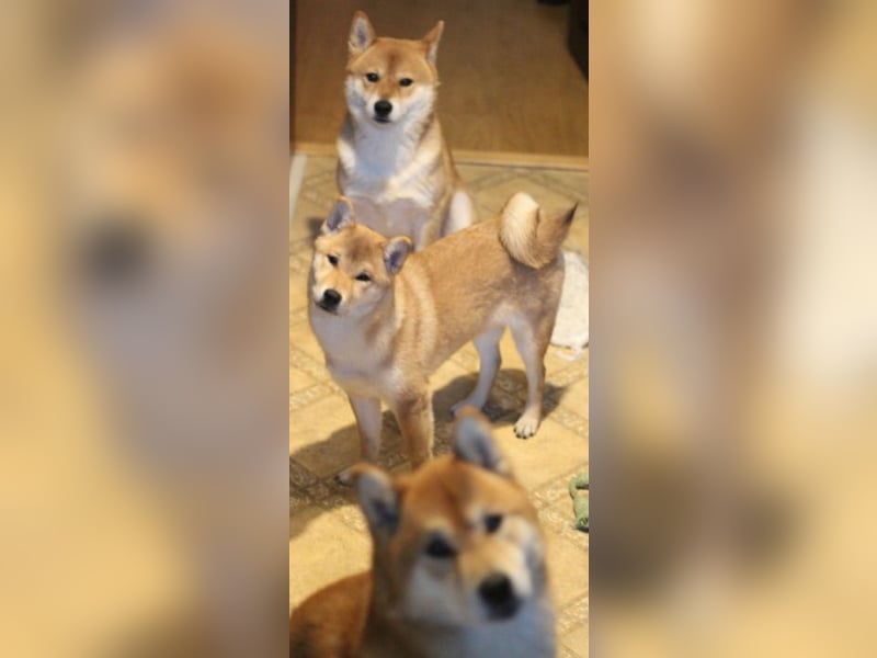 MEI Schöne rote Shiba inu Welpe   mit FCI dokumenten