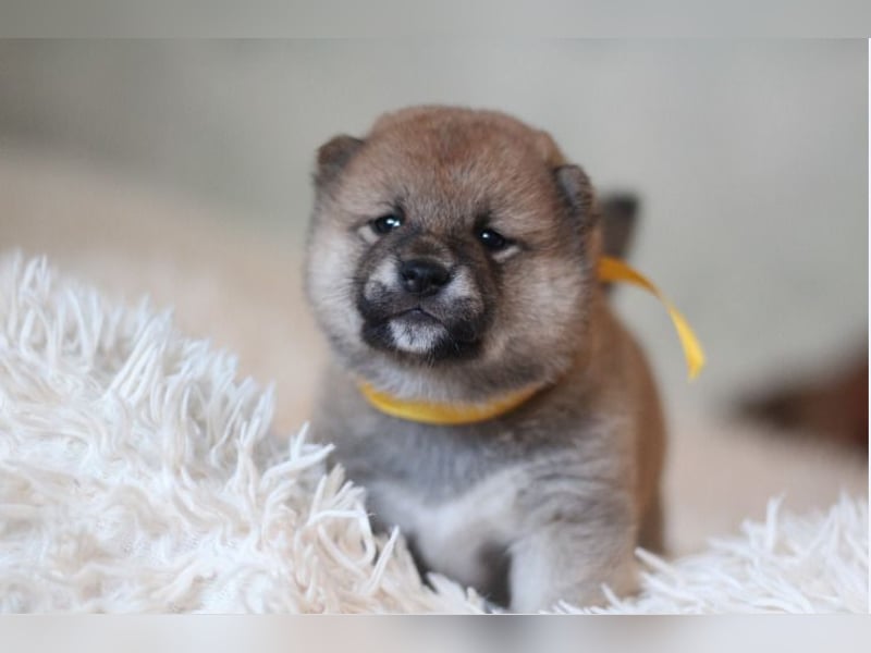 AYA, AMI, AMANE SHIBA INU WELPEN mit FCI dokumenten
