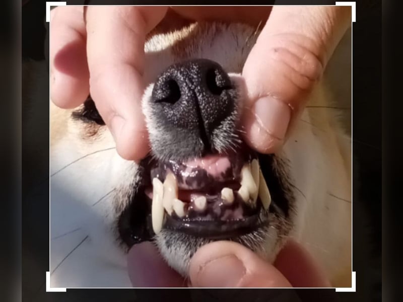 DAIKY-sanft, zurückhaltende, liebenswerte Begleiterin mit großem Herzen sucht liebevolles Zuhause