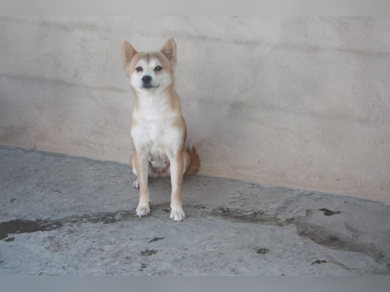 DAIKY-sanft, zurückhaltende, liebenswerte Begleiterin mit großem Herzen sucht liebevolles Zuhause