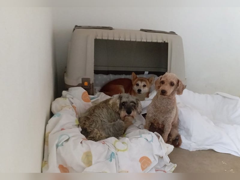 DAIKY-sanft, zurückhaltende, liebenswerte Begleiterin mit großem Herzen sucht liebevolles Zuhause