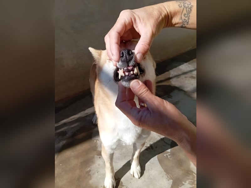 DAIKY-sanft, zurückhaltende, liebenswerte Begleiterin mit großem Herzen sucht liebevolles Zuhause