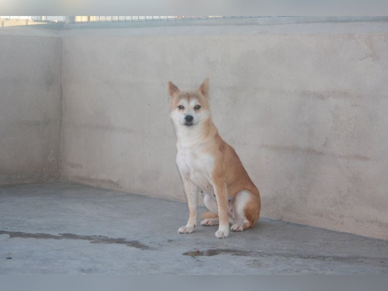 DAIKY-sanft, zurückhaltende, liebenswerte Begleiterin mit großem Herzen sucht liebevolles Zuhause