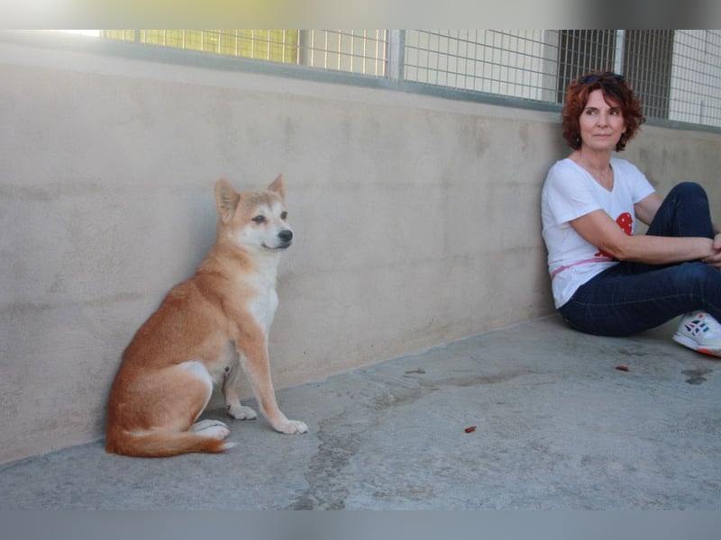 DAIKY-sanft, zurückhaltende, liebenswerte Begleiterin mit großem Herzen sucht liebevolles Zuhause