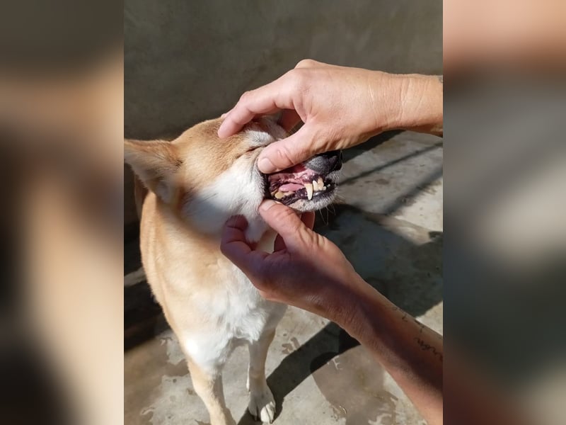 DAIKY-sanft, zurückhaltende, liebenswerte Begleiterin mit großem Herzen sucht liebevolles Zuhause