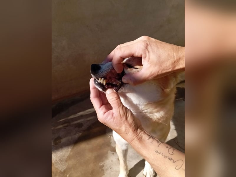 DAIKY-sanft, zurückhaltende, liebenswerte Begleiterin mit großem Herzen sucht liebevolles Zuhause