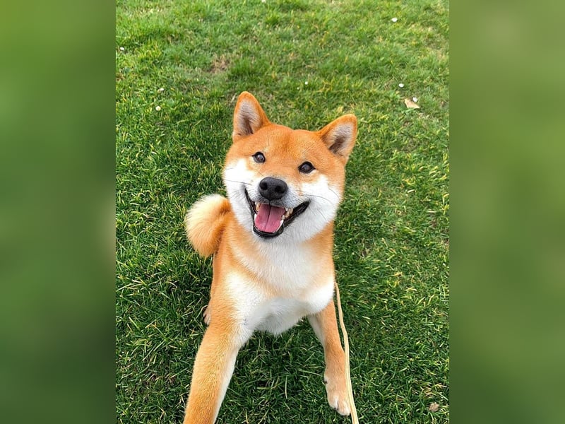 Shiba inu puppies