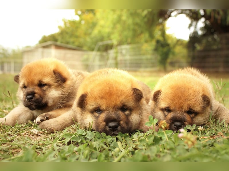 Shiba inu puppies