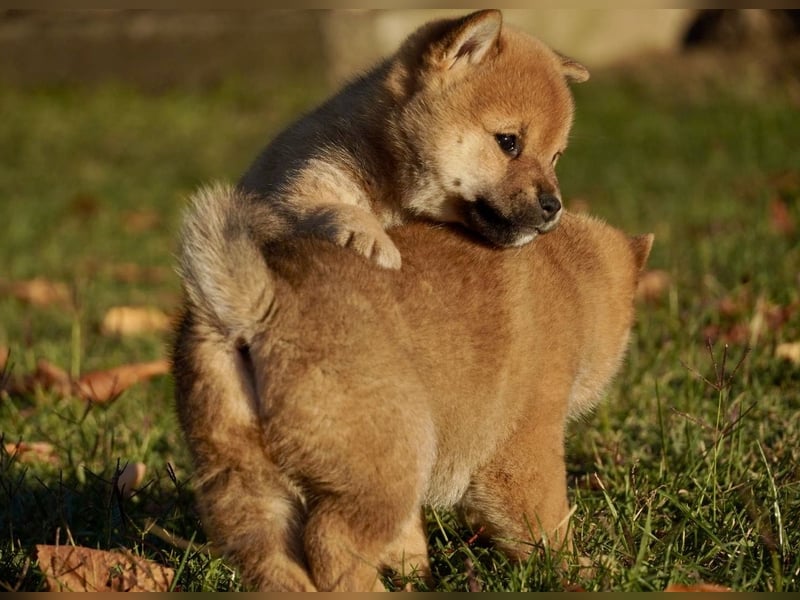 Shiba inu puppies