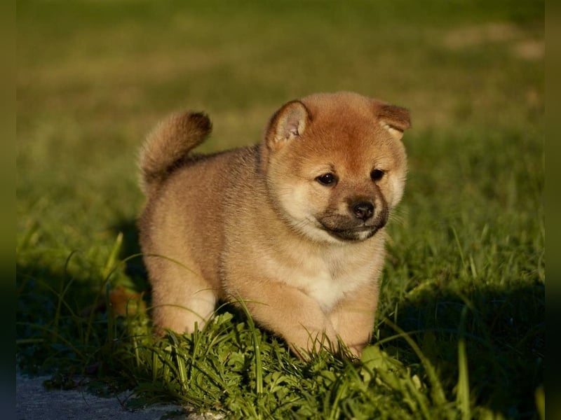 Shiba inu puppies