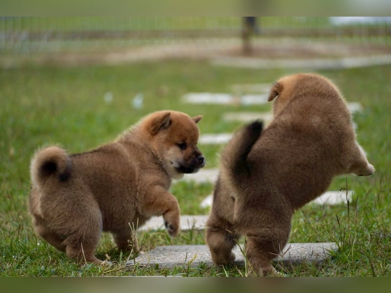 Shiba inu puppies