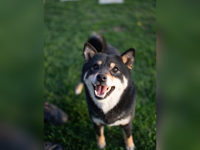 Shiba inu puppies