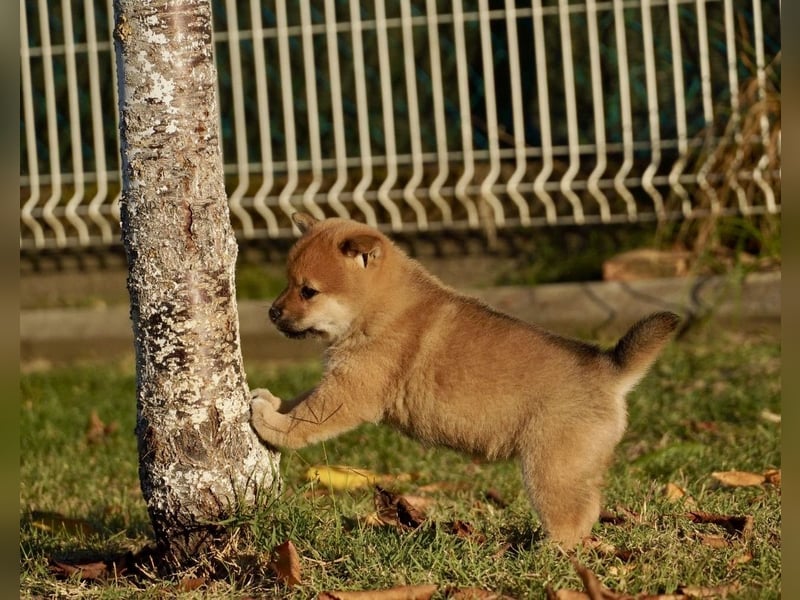 Shiba inu puppies