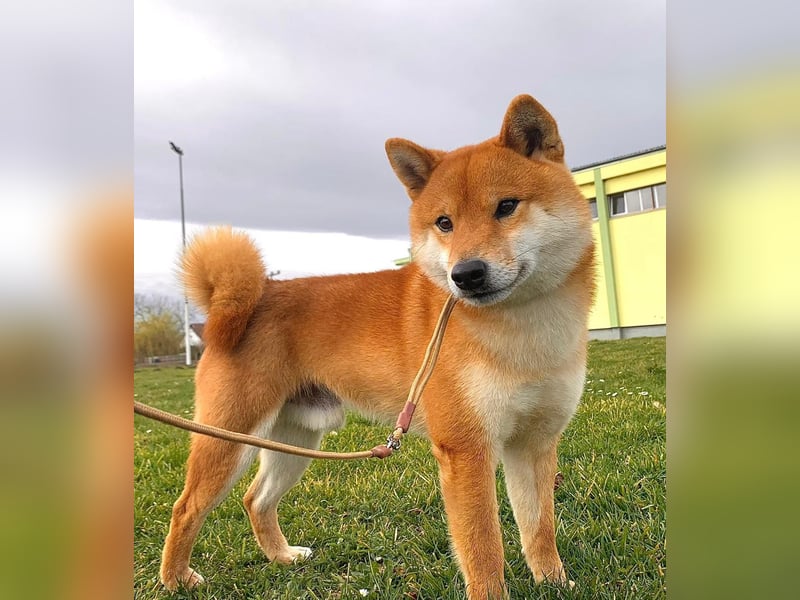 Shiba inu puppies