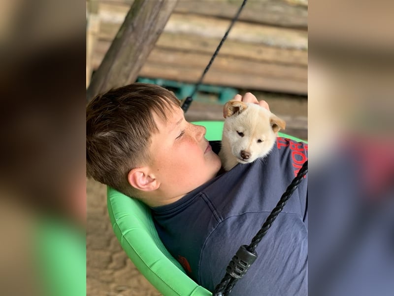 Wurfankündigung - Mai 2025 - Reinrassige Shiba - Inu Welpen! Langjährige Shiba-Liebe!