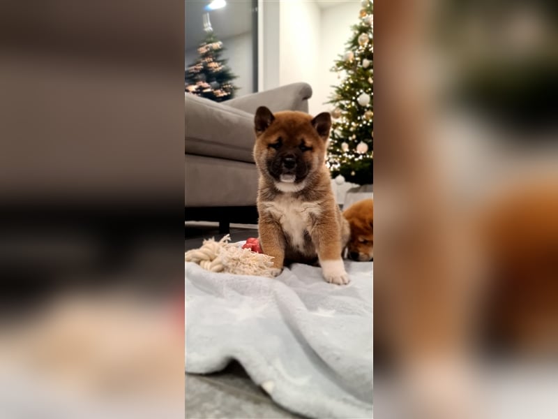 Wurfankündigung - Mai 2025 - Reinrassige Shiba - Inu Welpen! Langjährige Shiba-Liebe!