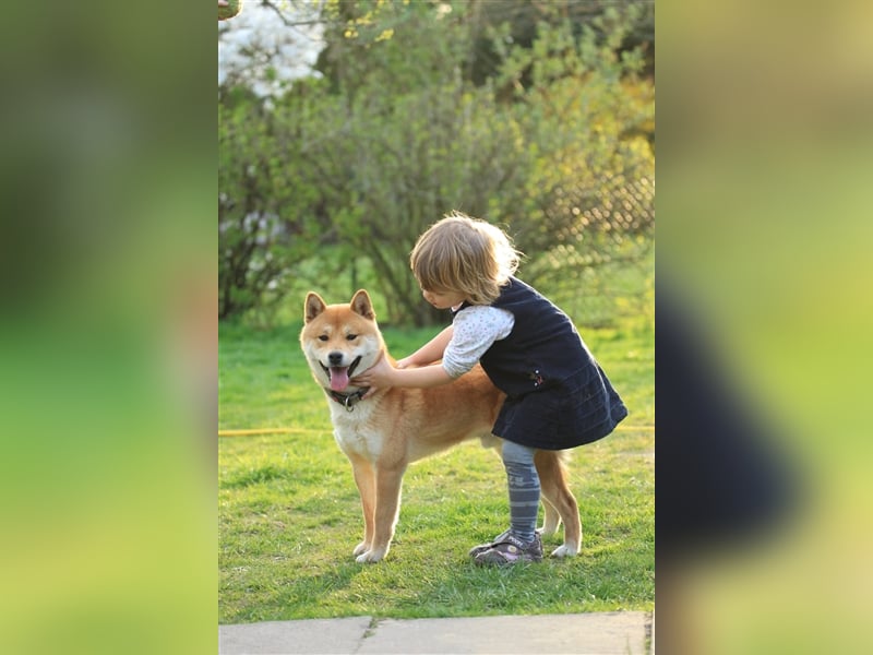 Wurfankündigung - Mai 2025 - Reinrassige Shiba - Inu Welpen! Langjährige Shiba-Liebe!