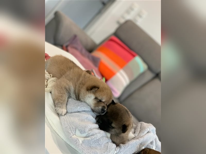 Wurfankündigung - Mai 2025 - Reinrassige Shiba - Inu Welpen! Langjährige Shiba-Liebe!