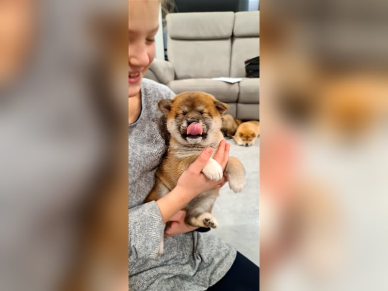 Wurfankündigung - Mai 2025 - Reinrassige Shiba - Inu Welpen! Langjährige Shiba-Liebe!