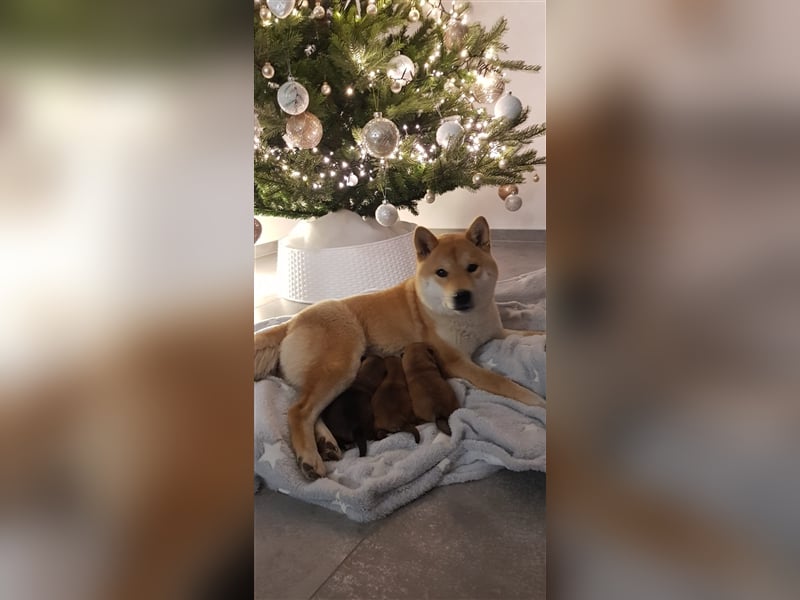Wurfankündigung - Mai 2025 - Reinrassige Shiba - Inu Welpen! Langjährige Shiba-Liebe!
