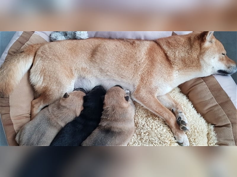 Wurfankündigung - Mai 2025 - Reinrassige Shiba - Inu Welpen! Langjährige Shiba-Liebe!