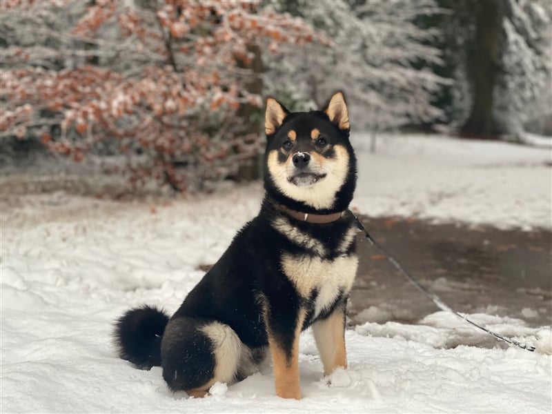 Wurfankündigung - Mai 2025 - Reinrassige Shiba - Inu Welpen! Langjährige Shiba-Liebe!
