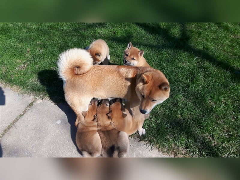 Wurfankündigung - Mai 2025 - Reinrassige Shiba - Inu Welpen! Langjährige Shiba-Liebe!