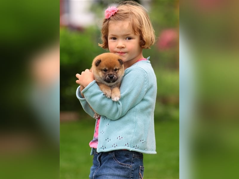 Wurfankündigung - Mai 2025 - Reinrassige Shiba - Inu Welpen! Langjährige Shiba-Liebe!