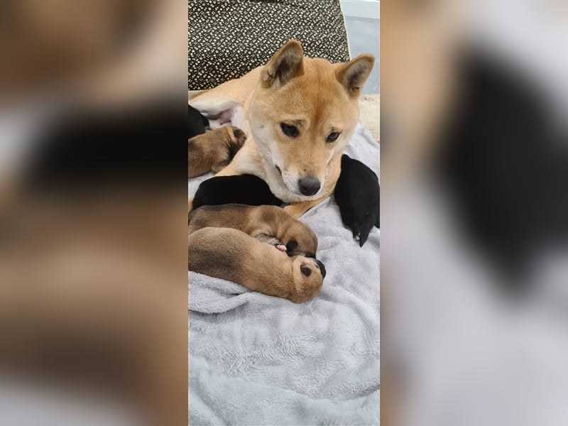 Wurfankündigung - Mai 2025 - Reinrassige Shiba - Inu Welpen! Langjährige Shiba-Liebe!