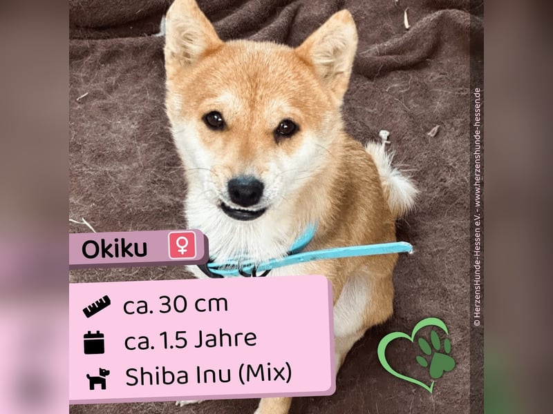 Okiku