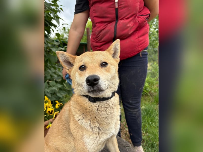 Melchior-KK- ruhiger, charakterstarker Begleiter sucht Zuhause 