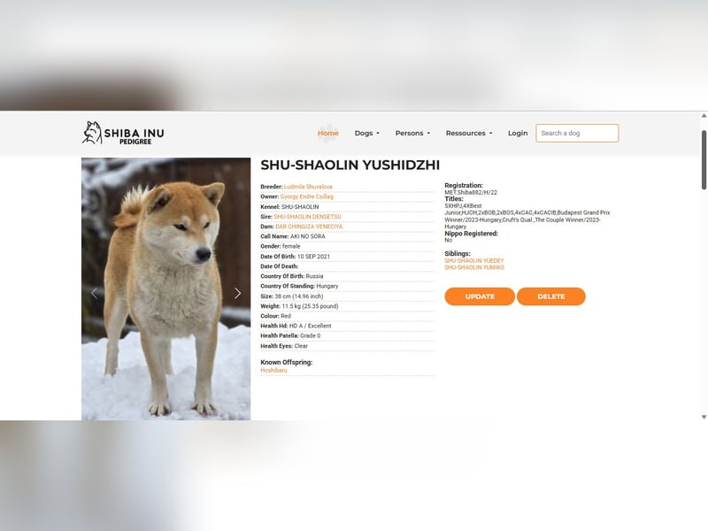 Wunderschöne Shiba Inu Welpen suchen ein liebevolles Zuhause!
