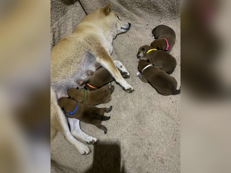 Wunderschöne Shiba Inu Welpen suchen ein liebevolles Zuhause!