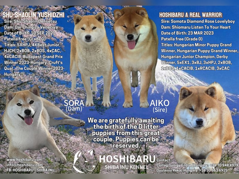 Wunderschöne Shiba Inu Welpen suchen ein liebevolles Zuhause!