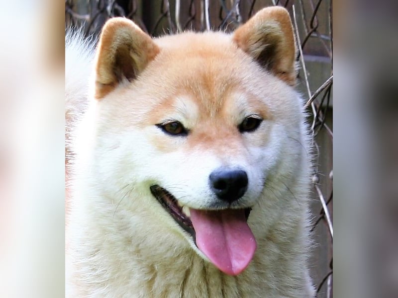 Wunderschöne Shiba Inu Welpen suchen ein liebevolles Zuhause!