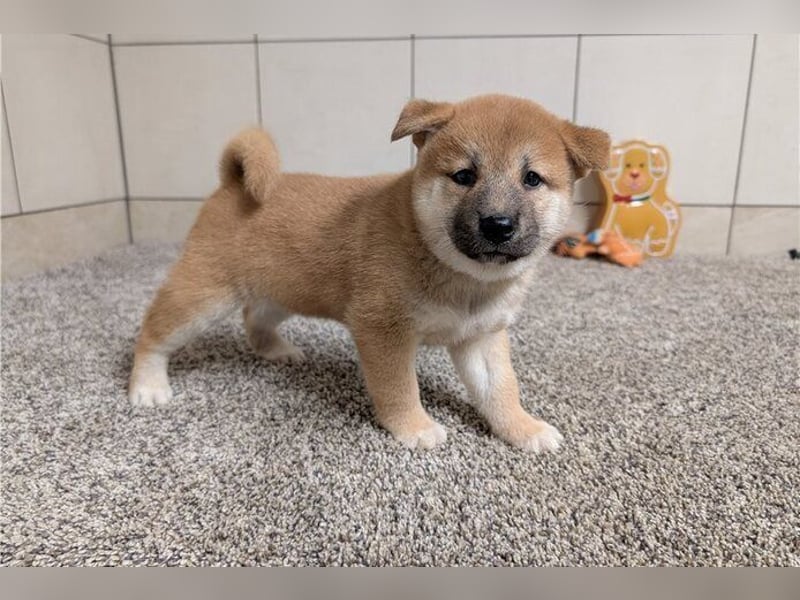 Shiba Inu    Hündin – geimpft, entwurmt, gechipt, mit EU-Heimtierausweis Shiba Inu    Hündin – geimpft, entwurmt, gechipt, mit EU-Heimtierausweis