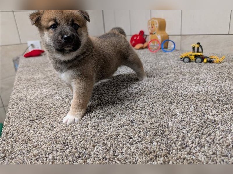 Shiba Inu    Hündin – geimpft, entwurmt, gechipt, mit EU-Heimtierausweis Shiba Inu    Hündin – geimpft, entwurmt, gechipt, mit EU-Heimtierausweis