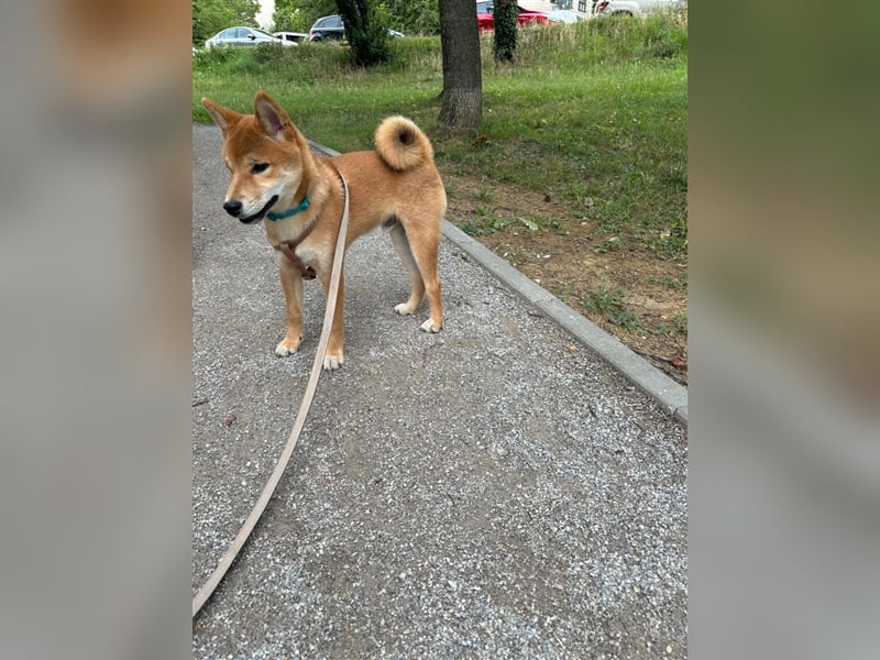 Hervorragender Shiba-Inu-Wurf mit hervorragendem Ausstellungspotenzial