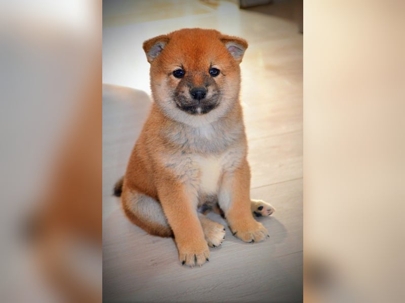 Shiba Inu Welpen Shiba Inu Welpen