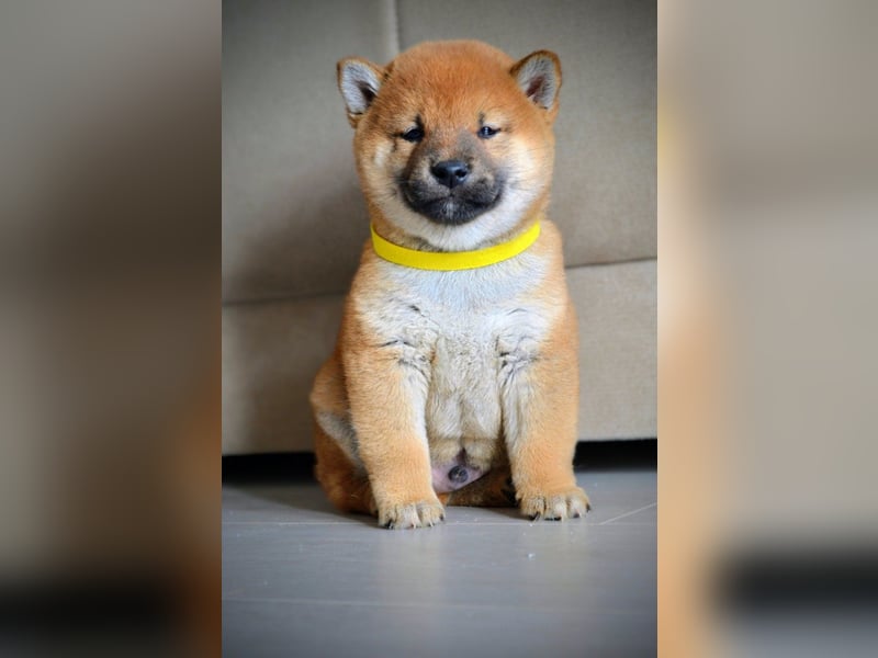 Shiba Inu Welpen Shiba Inu Welpen