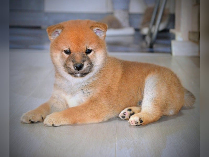 Shiba Inu Welpen Shiba Inu Welpen
